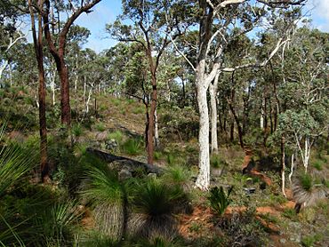 Beelu National Park 2008.jpg