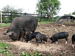 Berkshire pigs - geograph.org.uk - 578139