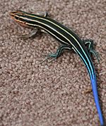 Blue Tailed Skink