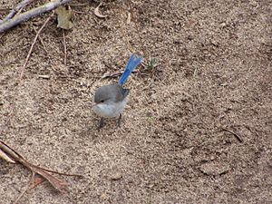 Blue wren gnangarra