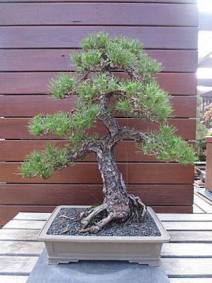 Bonsai pinus radiata