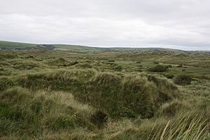 Braunton Burrows