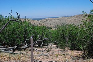 Brow Monument Trail Waymark