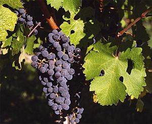 Cabernet Sauvignon Gaillac