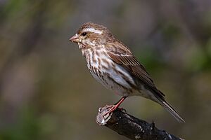 Carpodacus purpureus CT4.jpg