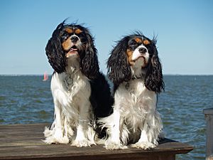 Cavalier King Charles Spaniels (2821585840)