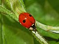 Coccinellidae - Adalia bipunctata