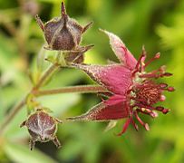 Comarum palustre flower kz