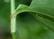 Commelina benghalensis W IMG 1553