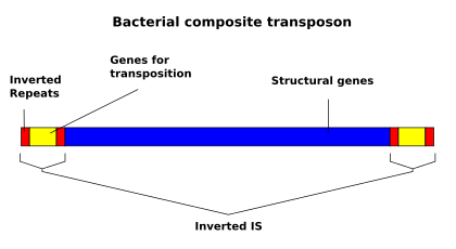 Composite transposon