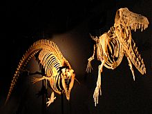 Cynthiacetus and Ambulocetus.jpg