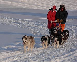 Dogsled