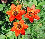 DwWesternwoodlily2