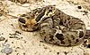 Eastern-hognose.jpg