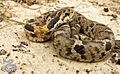 Eastern-hognose