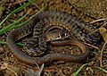 Eastern Coachwhip (Masticophis flagellum flagellum) (39659283911)