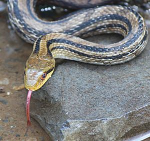 Elaphe quadrivirgata head