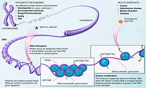 Epigenetic mechanisms