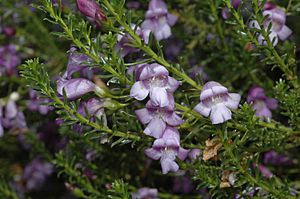 Eremophila sargentii.jpg