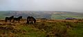 Three small brown horses on a grassy area of Exmoor. In the distance are hills.