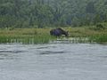 Female Moose Algonquin