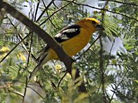 Golden-bellied Grosbeak RWD