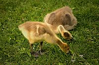 Goslings-Hawrelak-Park-Edmonton-Alberta-Canada-01-A