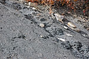 Gray shale (Benton Shale, Upper Cretaceous; Red Rock Canyon Open Space, Colorado Springs, Colorado, USA) 6.jpg