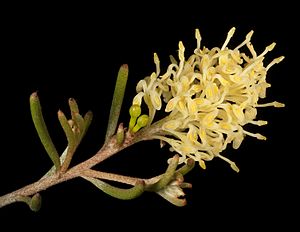 Grevillea incrassata (15249304618).jpg