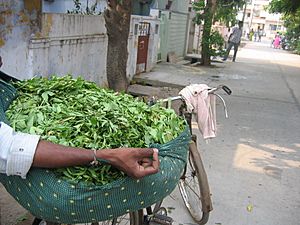 Guntur Gongura