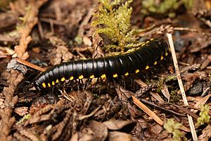 Harpaphe haydeniana 0446.JPG