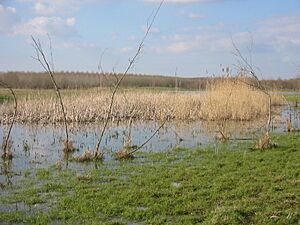 Horsterwold forest