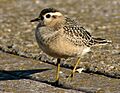 Juvenile Dotterel at Leasowe