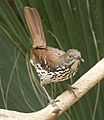 Long-billed Thrasher Tex