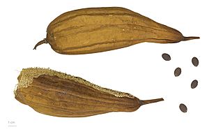 Luffa aegyptiaca MHNT.BOT.2011.3.94