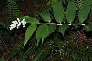 Maianthemum racemosum 0972