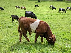 Male Belted Galloway Calf