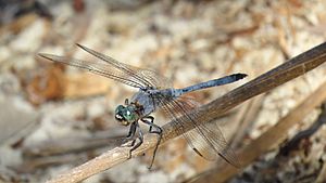 Male Orthetrum boumiera 3 (49698320851).jpg