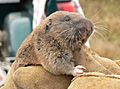 Mazama pocket gopher.jpg