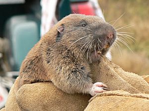 Mazama pocket gopher.jpg