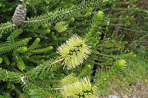 Melaleuca diosmifolia flowers.jpg