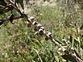 Melaleuca flavovirens fruit