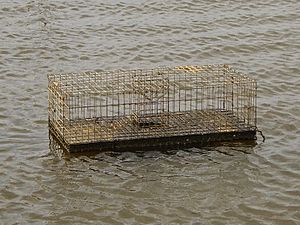 Muskrat trap