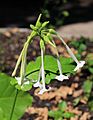 Nicotiana sylvestris Prague 2013 3