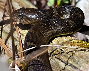 Northern water snake