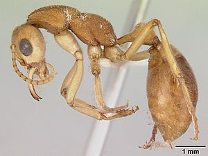 Nothomyrmecia macrops casent0172002 profile 1