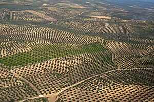 Olive orchards Córdoba