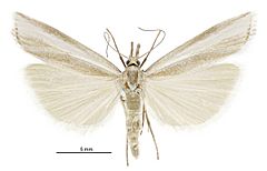 Orocrambus vulgaris female.jpg