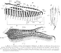 OstrichWing