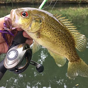 Ozark Bass, Ambloplites constellatus, James River, Missouri, 2018